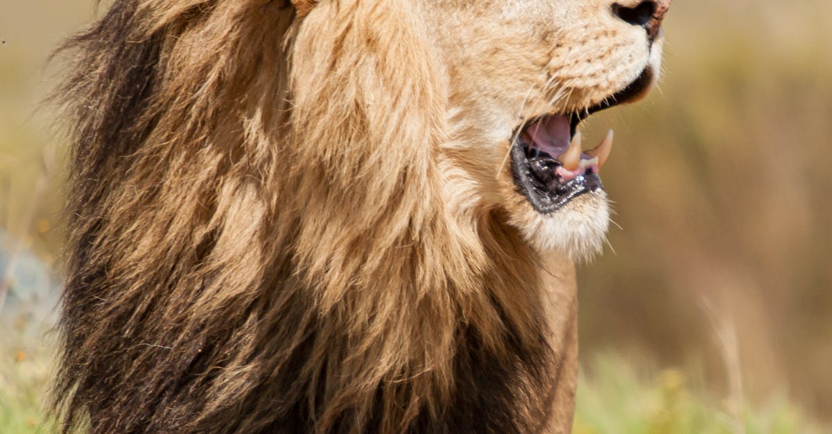 Creating Custom AI Models in Power Apps